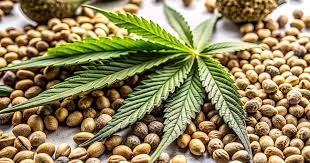 Exploring the Wonders of Lowryder Autoflower Exploring the Wonders of Lowryder Autoflower
