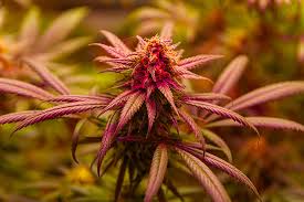 Exploring the Wonders of Lowryder Autoflower Exploring the Wonders of Lowryder Autoflower